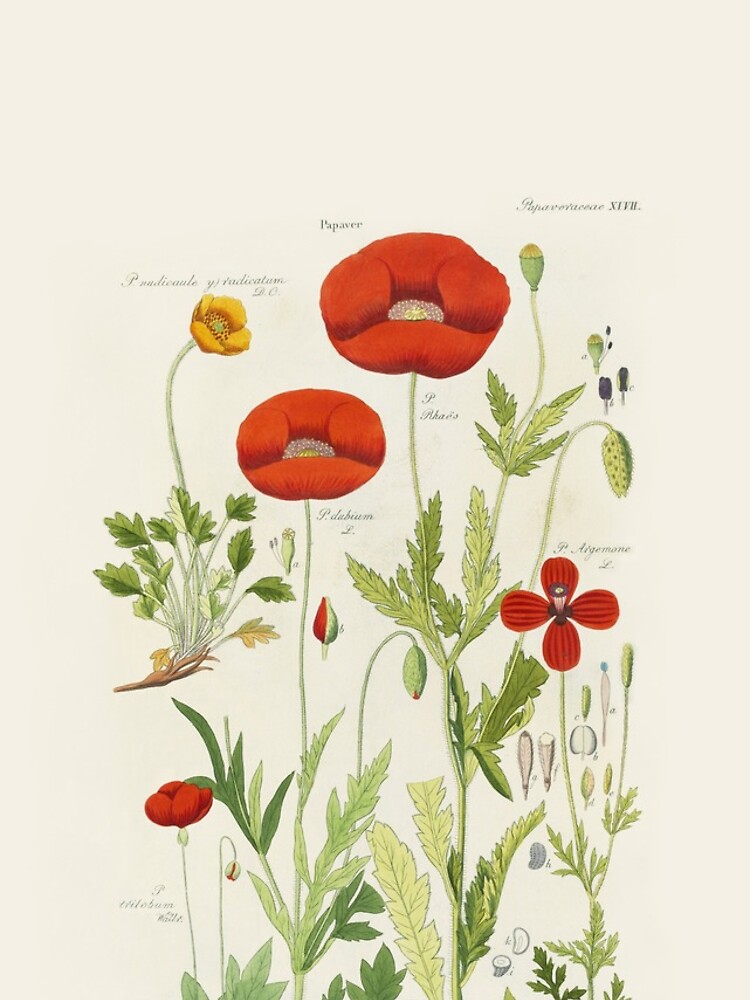 Botanical illustration: Poppy by David Dietrich – State Library Victoria by StateLibraryVic
