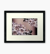 Oil Plumeria Blossoms Framed Print