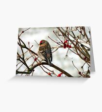 Common Redpoll on Bush with Red Berries Greeting Card