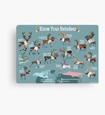 Know Your Reindeer Canvas Print