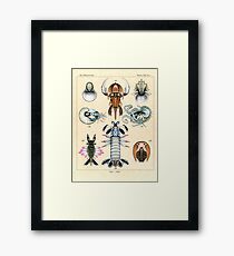 Fossil Plate Framed Print