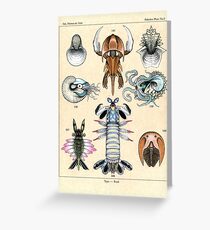 Fossil Plate Greeting Card