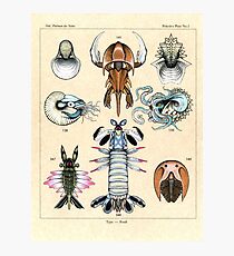 Fossil Plate Photographic Print