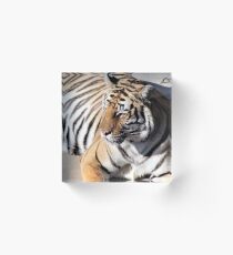 Colorado Wildlife Sanctuary Tiger Acrylic Block