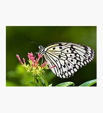 Rice Paper Butterfly Photographic Print