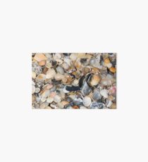 Seashells II Art Board