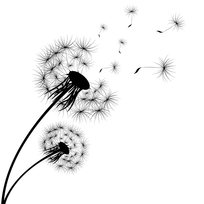 "Black and white dandelion" Stickers by KiraBalan | Redbubble