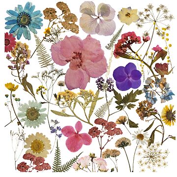 The Delicate Charm of Dried Florals - Pressed Dried flowers on white  background | Poster