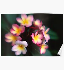 Frangipanis Poster