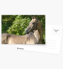 Akhal-Teke Kuvvatli Postkarten
