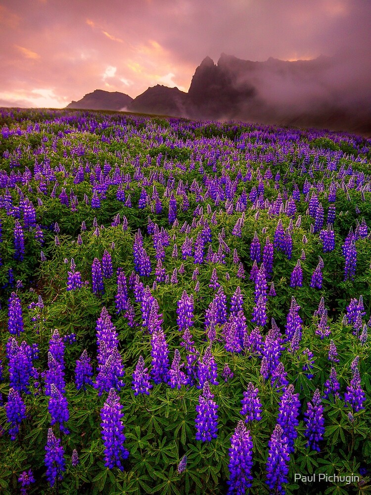 Sunrise over the Lupins by paulmp