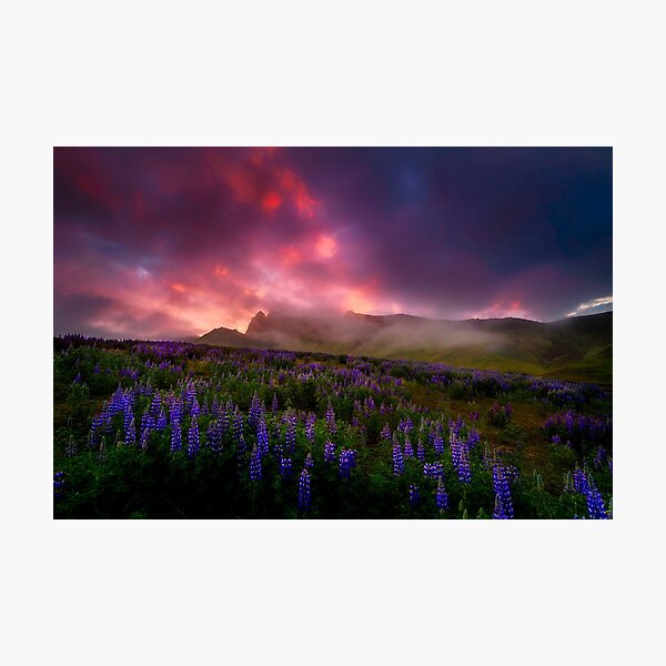 Lupins under the Midnight Sun Photographic Print