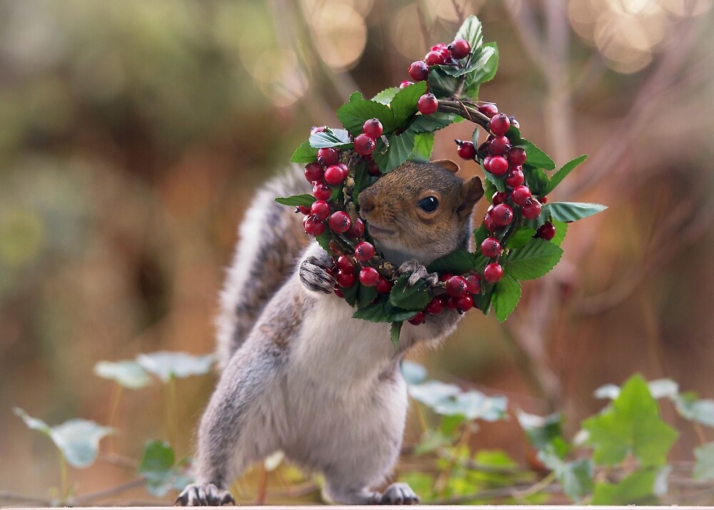 "Christmas Squirrel" by Junkyardmax Redbubble