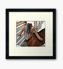 Smile and Say Cheese Framed Print