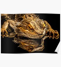 Bearded Dragon Poster