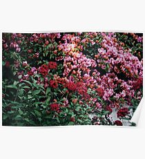 flowers in disneyland Poster