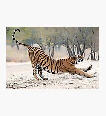 Tigress Stretch Photographic Print