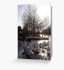Winter swans at Worcester Greeting Card