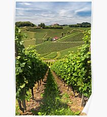 The Vineyard Poster
