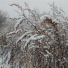 First Snow by znamenski