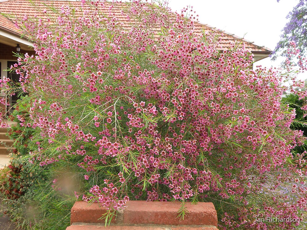 "Geraldton Wax Plant" by Jan Richardson Redbubble