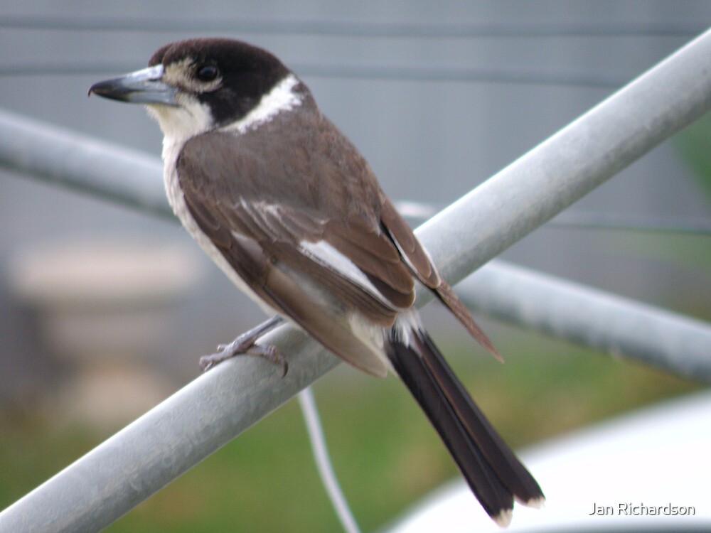 "Female Butcher Bird" by Jan Richardson Redbubble