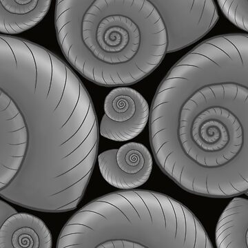 Black and white Sea Shell  Art Board Print for Sale by