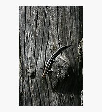 Wrinkles Photographic Print