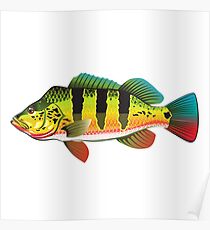 Peacock Bass Poster