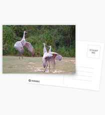 The Dance Instructor Postcards