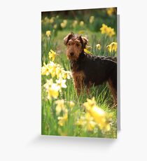 Welsh Terrier puppy amongst daffodils Greeting Card