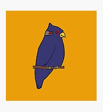 Falco Lombardi Photographic Print