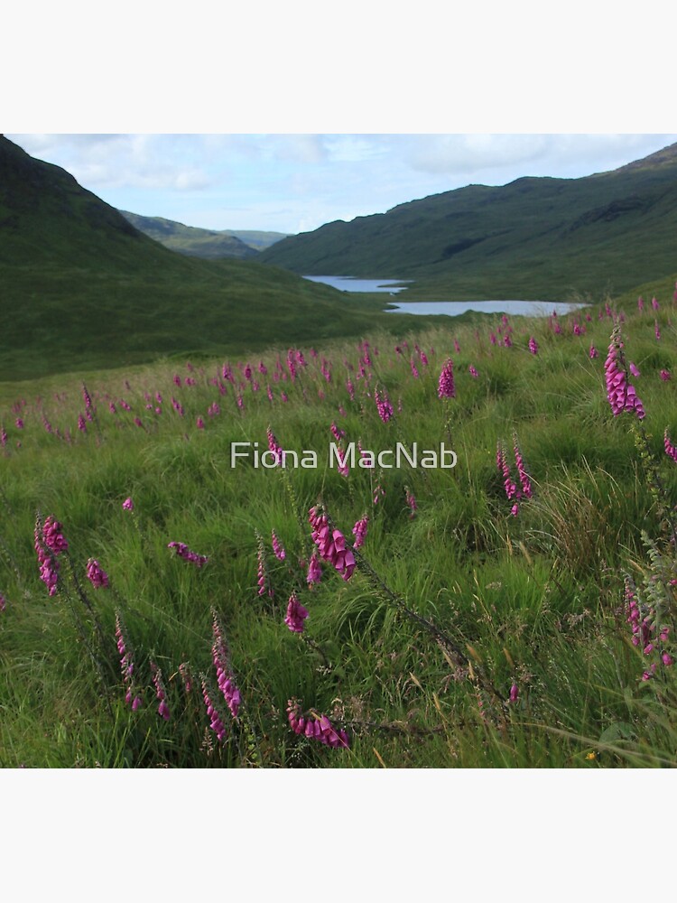 Field of foxgloves II by orcadia