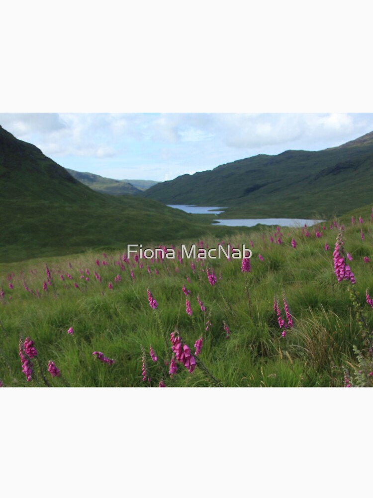 Field of foxgloves I by orcadia