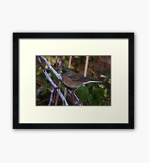 Dark Eyed Junco Framed Print