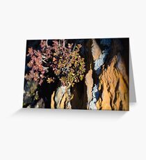 Smoky Mountain Lichen Greeting Card