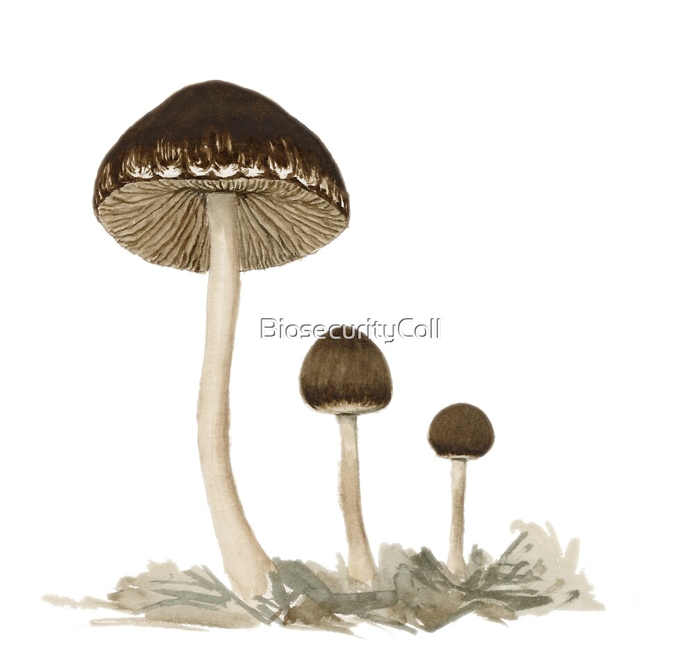"Agaricales sp. 04" by BiosecurityColl | Redbubble