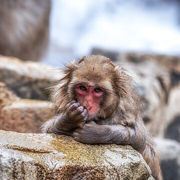 Monos de la nieve en parque de monos salvajes Jigokudani en Nagano, Japón