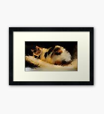 Beautiful Dreamer- Calico cat napping Framed Print