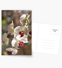 late Postcards