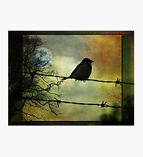 Bird on a wire Photographic Print