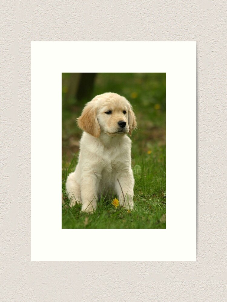 Golden Retriever Puppy Art Print By Vitalia Redbubble