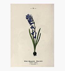 Wayside and woodland blossoms a pocket guide to British wild flowers for the country rambler by Edward Step 1895 014 Wild Hyacinth Bluebell Photographic Print
