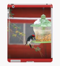 Acorn Woodpecker Feasting iPad Case/Skin