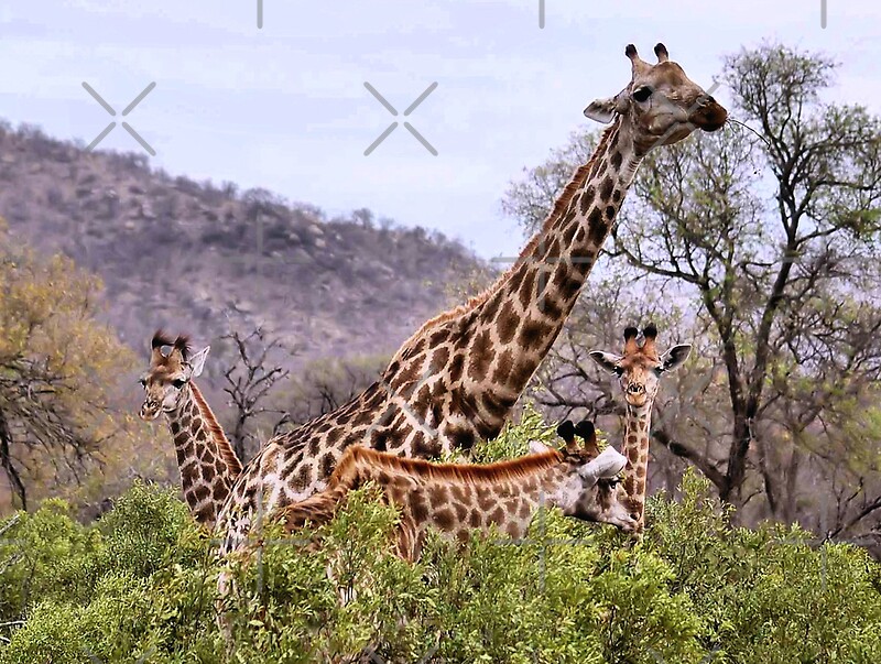 "THE "TRIPLETS" HUG GIRAFFE Giraffa camelopardalis" by Magriet