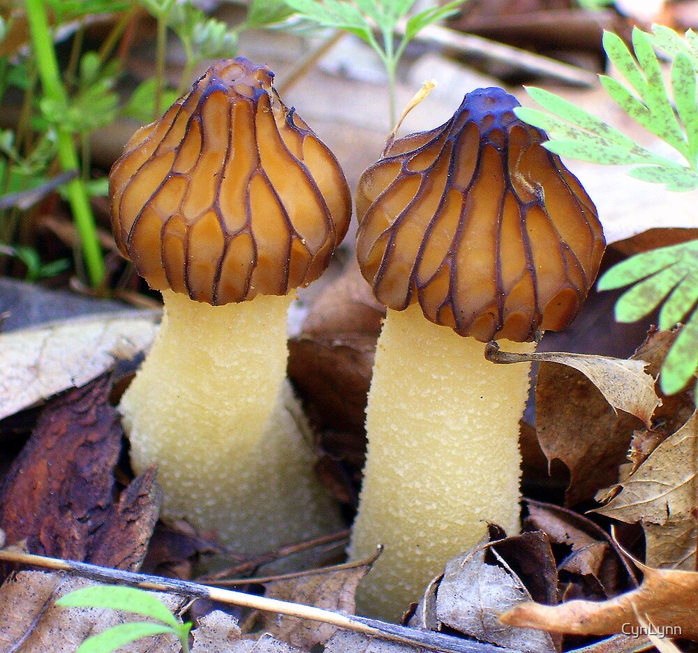 "Early Morel Mushrooms" by CynLynn Redbubble