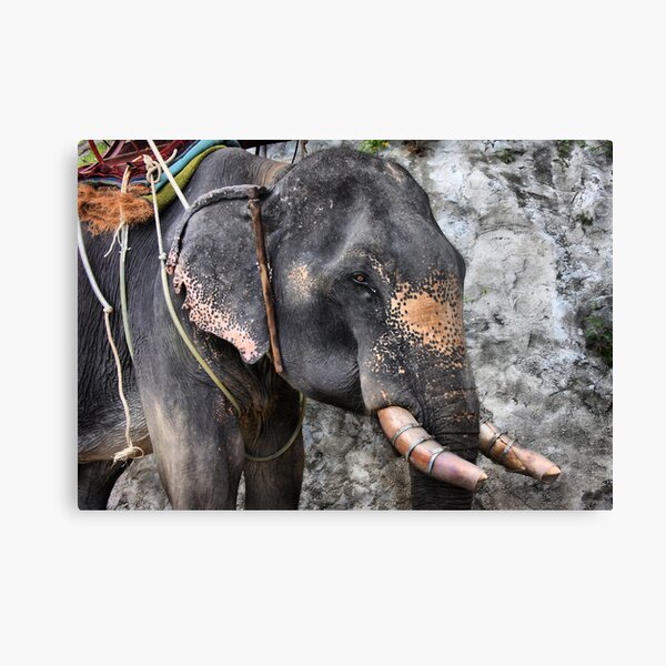Elephant textures Canvas Print