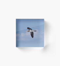 Brown Booby Acrylic Block