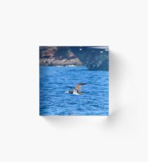 Brown Booby Over Water Acrylic Block