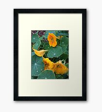 Yellow Nasturtium with Raindrops Framed Print